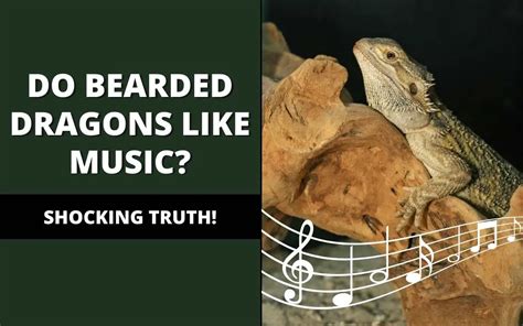 Do Bearded Dragons Like Music? An Examination of Music and Reptiles